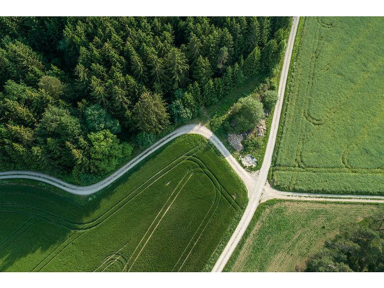 Wegkreuzung im Wald